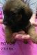 Chiweenie Puppies for sale in Joplin, MO, USA. price: $185