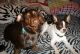 Chiweenie Puppies for sale in Racine, WI, USA. price: $475