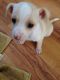 Chiweenie Puppies for sale in Perris, CA, USA. price: $100