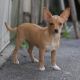 Chiweenie Puppies for sale in Washington, VA 22747, USA. price: NA