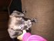 Chiweenie Puppies for sale in New Waterford, OH 44445, USA. price: $400