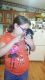 Chiweenie Puppies for sale in DeRidder, LA 70634, USA. price: $300