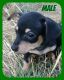 Chiweenie Puppies for sale in Albany, OR, USA. price: $450