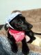 Chiweenie Puppies for sale in Albany, OR, USA. price: $325