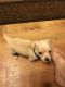Chiweenie Puppies for sale in DeRidder, LA 70634, USA. price: $350