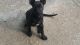 Chiweenie Puppies for sale in Connelly Springs, NC 28612, USA. price: $100