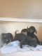 Chiweenie Puppies for sale in Woodridge, IL, USA. price: $300