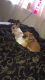 Chiweenie Puppies for sale in Jonesboro, GA, USA. price: NA