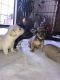 Chiweenie Puppies for sale in Crete, IL 60417, USA. price: $450