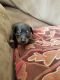 Chiweenie Puppies for sale in Independence, VA 24348, USA. price: $400