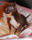 Chiweenie Puppies for sale in Kinston, NC 28501, USA. price: $650