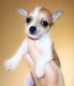 Chiweenie Puppies for sale in Kinston, NC 28501, USA. price: $500