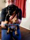 Chiweenie Puppies for sale in Central Point, OR, USA. price: $500