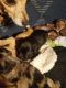 Chiweenie Puppies for sale in Litchfield Park, AZ 85340, USA. price: $150