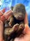Chiweenie Puppies for sale in Midland, OH, USA. price: $300