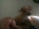 Chiweenie Puppies for sale in Sacramento, CA, USA. price: NA