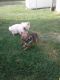 Chiweenie Puppies for sale in Des Plaines, IL, USA. price: $250