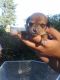 Chiweenie Puppies for sale in Tacoma, WA, USA. price: $350