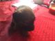 Chiweenie Puppies for sale in PA-286, Pennsylvania, USA. price: $150