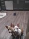 Chiweenie Puppies for sale in Indianapolis, IN, USA. price: $350