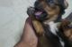 Chiweenie Puppies for sale in The Bronx, NY, USA. price: $500