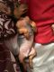 Chiweenie Puppies for sale in Jacksonville, FL, USA. price: NA