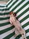 Chiweenie Puppies for sale in Yucaipa, CA, USA. price: NA