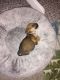 Chiweenie Puppies for sale in Columbus, OH, USA. price: $450