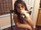 Chiweenie Puppies for sale in Bealeton, VA 22712, USA. price: $300