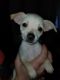 Chiweenie Puppies for sale in 1419 3rd Ave N, Kelso, WA 98626, USA. price: $300