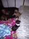 Chiweenie Puppies for sale in Lacey, WA, USA. price: NA