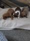 Chiweenie Puppies for sale in Cassville, NY 13318, USA. price: $250