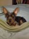 Chiweenie Puppies for sale in 130 Firelight Ln, Hawkins, TX 75765, USA. price: NA