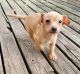 Chiweenie Puppies for sale in Zion, IL 60099, USA. price: $350