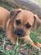 Chiweenie Puppies for sale in Pensacola, FL, USA. price: NA