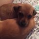 Chiweenie Puppies for sale in Federal Way, WA, USA. price: $375