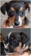 Chiweenie Puppies for sale in Reno, NV, USA. price: NA
