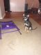 Chiweenie Puppies for sale in Killeen, TX 76541, USA. price: NA