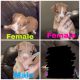 Chiweenie Puppies for sale in Philadelphia, PA, USA. price: $600