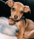 Chiweenie Puppies for sale in Ridgefield, CT 06877, USA. price: $50