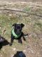 Chiweenie Puppies for sale in Sugar Grove, PA 16350, USA. price: $300