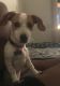 Chiweenie Puppies for sale in Virginia Beach, VA, USA. price: $700