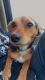Chiweenie Puppies for sale in Holland, MI 49423, USA. price: NA
