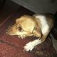 Chiweenie Puppies for sale in 2873 N Tolman Dr, Tucson, AZ 85705, USA. price: $100