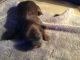 Chiweenie Puppies for sale in PA-286, Pennsylvania, USA. price: $250
