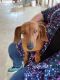 Chiweenie Puppies for sale in El Centro, CA, USA. price: $300