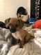 Chiweenie Puppies for sale in Pink, OK 74873, USA. price: NA