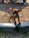 Chiweenie Puppies for sale in Old Bridge, NJ, USA. price: NA