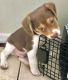 Chiweenie Puppies for sale in Lakeland, FL, USA. price: NA