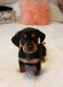 Chiweenie Puppies for sale in Sparks, NV, USA. price: $650